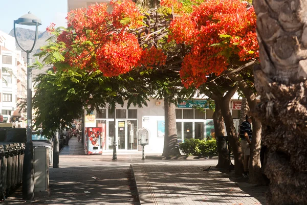 Delonix regia canary Islands otelleri