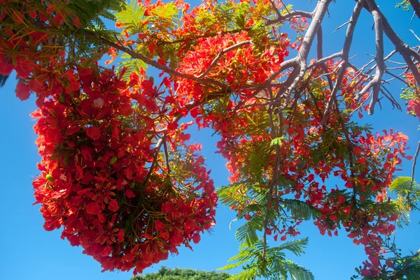 Delonix regia canary Islands otelleri