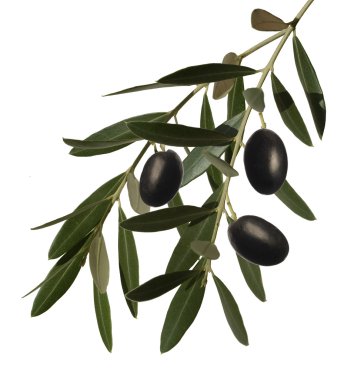 zeytin dalı