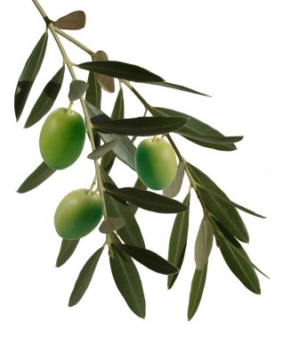 zeytin dalı