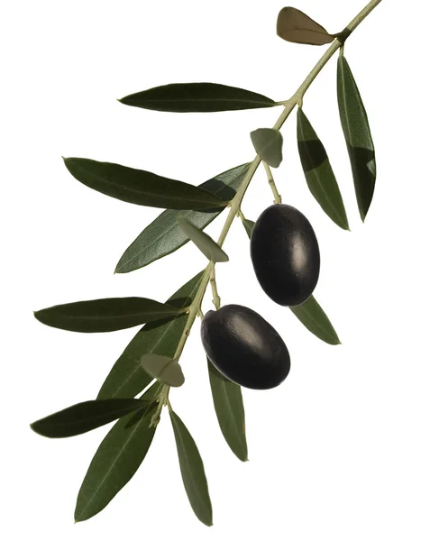 Olive branch — Stock Photo, Image