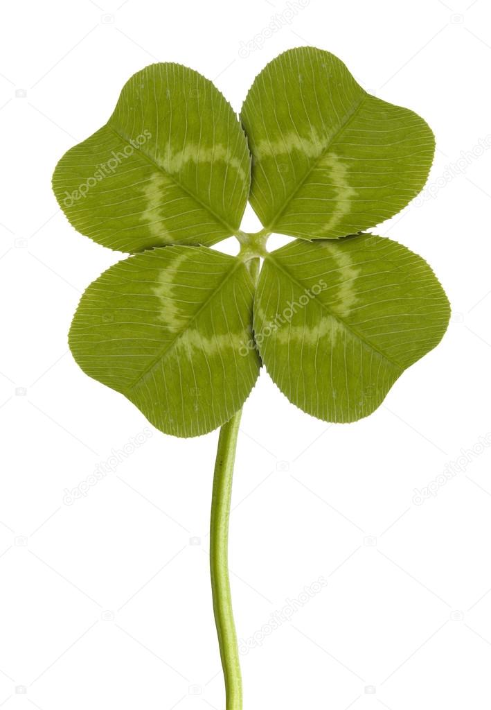 Four-leaf clover