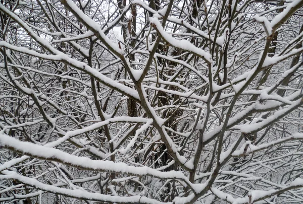 Ağaçlar karla — Stok fotoğraf