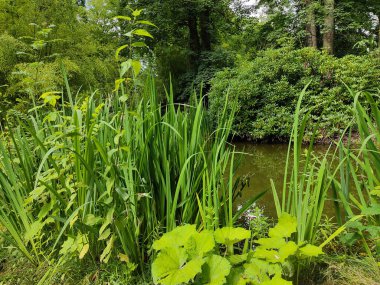 Parkın köşesinde küçük bir su birikintisi ve sayısız farklı bitki var. 