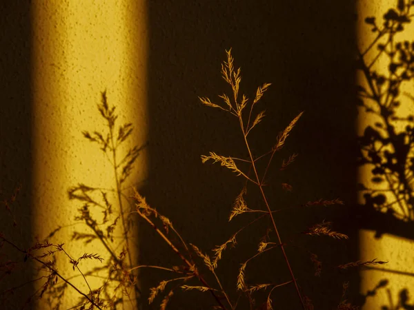Solnedgång Hemma Växter Och Skuggor Inredningen — Stockfoto