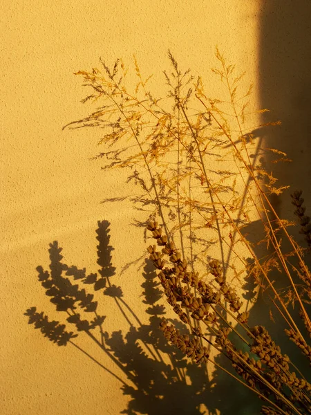 Evde Günbatımı Mekanda Bitkiler Gölgeler — Stok fotoğraf