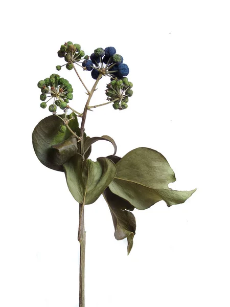 Dried Plant Little Berries Leaves White — Stock Photo, Image