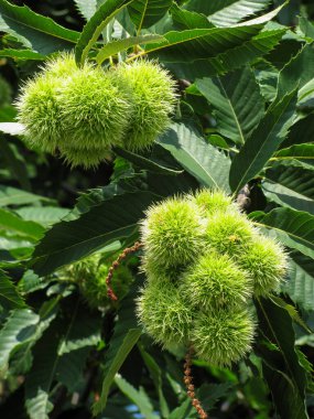 Güneşli bir günde ağaçta kestane rengi kirpiler