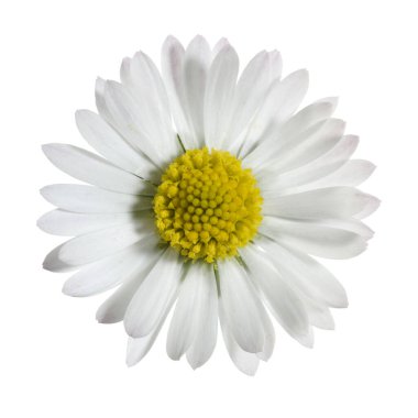 Yukarıdan görünen küçük papatya çiçeği ve beyaz arkaplanda izole edilmiş.