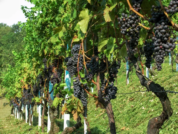 Vineyard Lombardy Italy Row Vines Large Bunches Ripe Black Grapes — Photo