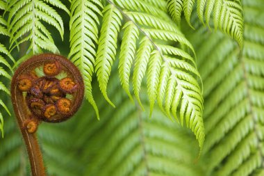 Yeni Zelanda fern koru