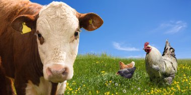 Картина, постер, плакат, фотообои "фермерские животные на зеленом поле картины арт", артикул 25418075