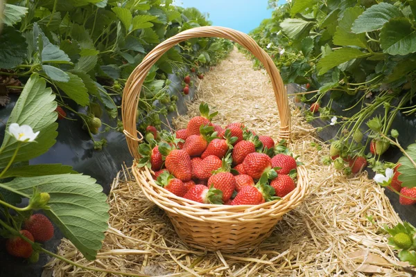 Morangos na cesta no campo — Fotografia de Stock