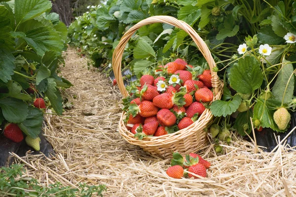 Fresas en la canasta en el campo — Foto de Stock