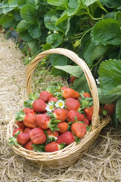 Truskawki w koszyk w polu — Zdjęcie stockowe