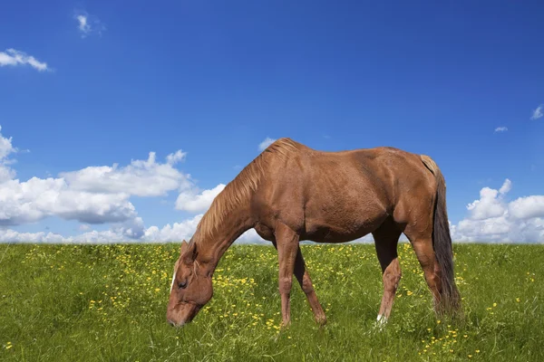 Häst som betar på gröna fält — Stockfoto