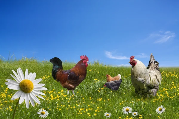 Pollos de campo libre en pradera verde —  Fotos de Stock