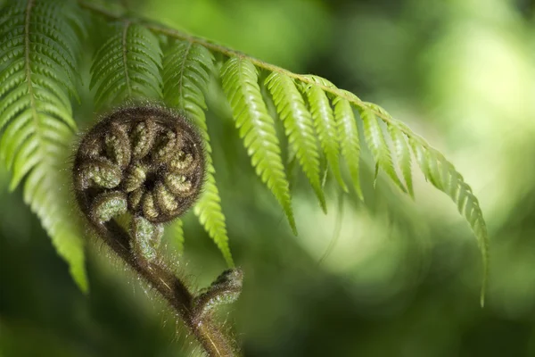 Helecho koru de Nueva Zelanda — Foto de Stock