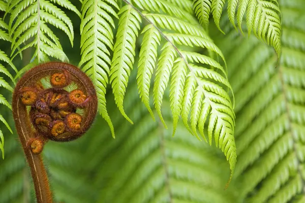 New Zealand fern koru Royalty Free Stock Images