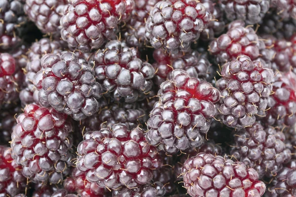 Boysenberries closeup — Stock Photo, Image