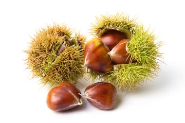 kestane yakın çekim