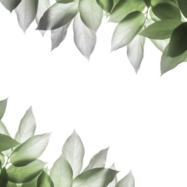 yaprakları arka plan