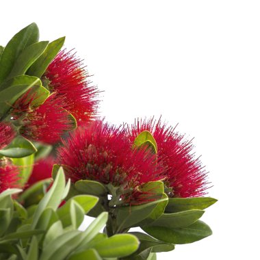 pohutukawa, Yeni Zelanda Noel ağacı