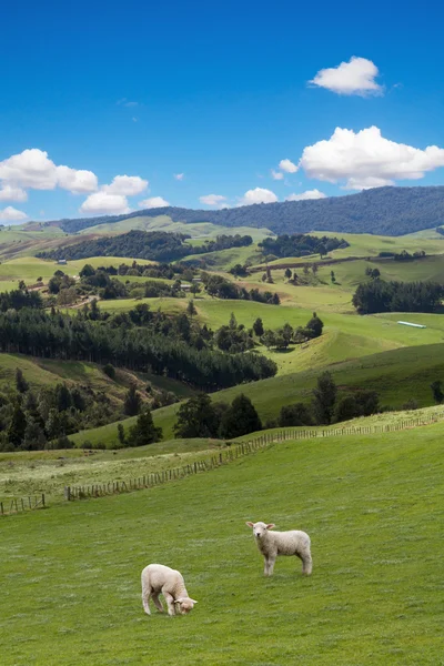 Owce pasące się na tle malowniczego krajobrazu — Zdjęcie stockowe
