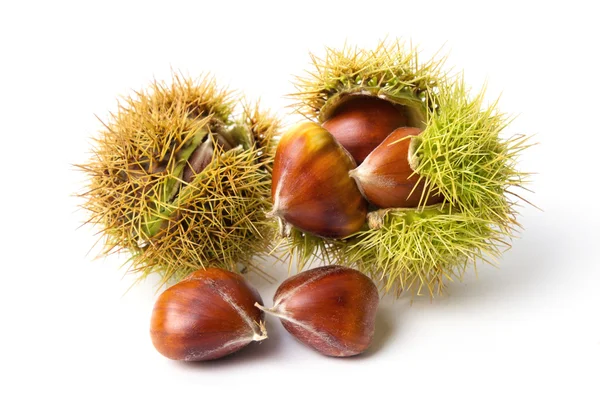 kestane yakın çekim