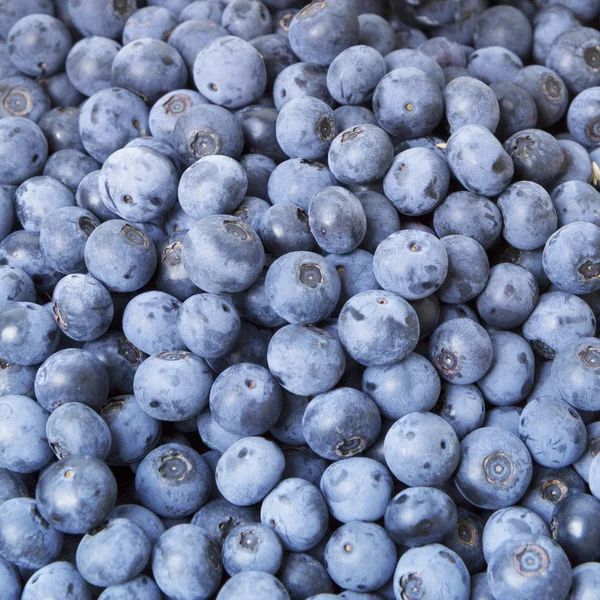 Blueberries close-up fundo — Fotografia de Stock