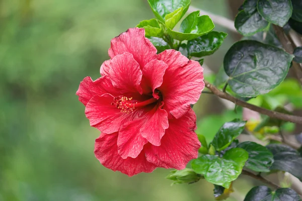 Hibiscus blomma — Stockfoto