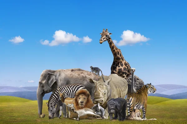 Gruppo di animali selvatici — Foto Stock
