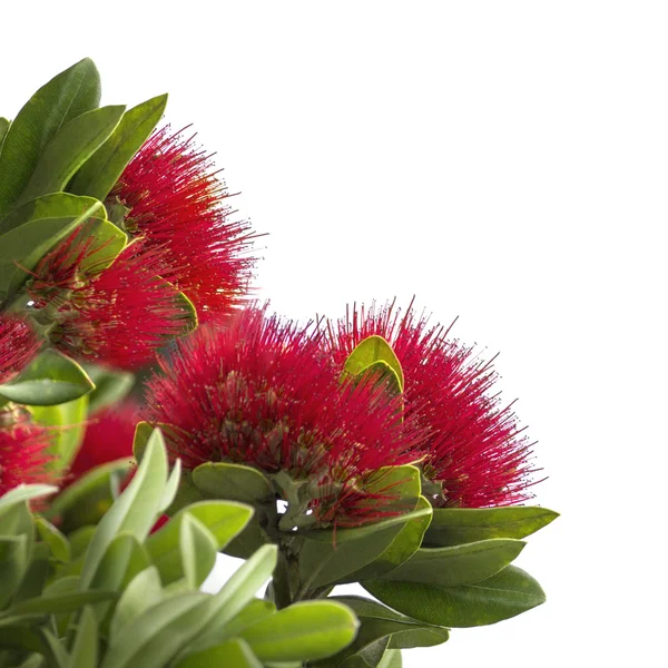 Pohutukawa, a árvore de Natal da Nova Zelândia — Fotografia de Stock