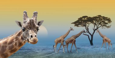 Zürafalar sabah savana manzarasında 