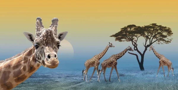 Giraffes at the morning savannah landscape