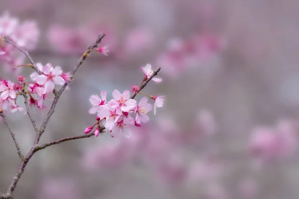 Kiraz Ağacı Pembe Çiçek Sığ Odak — Stok fotoğraf