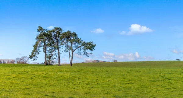 Springtime Rural Landscape Green Field Trees — Stock Photo, Image