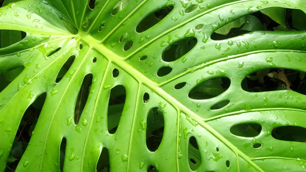 Filodendron liść — Zdjęcie stockowe