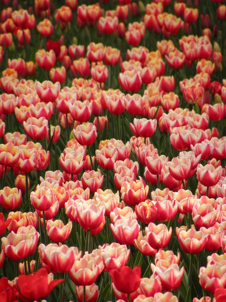 Veel van tulpen — Stockfoto
