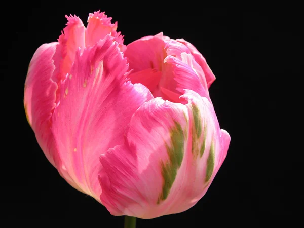 Unique pink tulip — Stock Photo, Image
