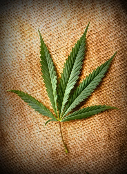 Foglia di cannabis — Foto Stock