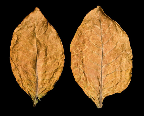 Leaf tobacco