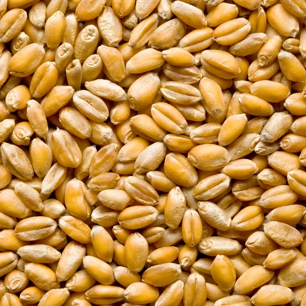 Wheat background — Stock Photo, Image