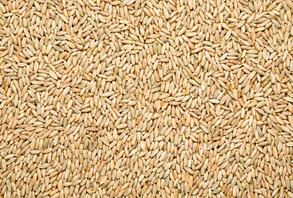 Rye background — Stock Photo, Image