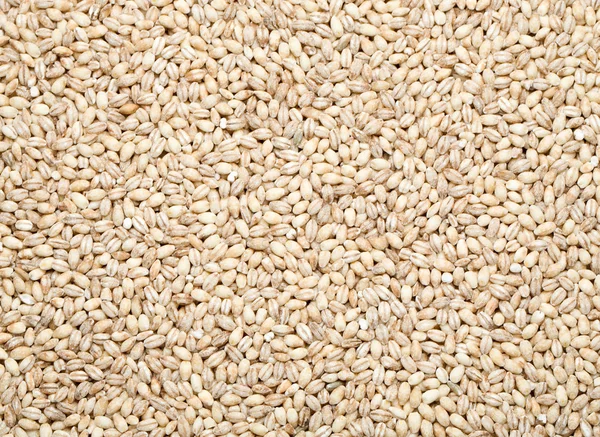 Barley background, — Stock Photo, Image