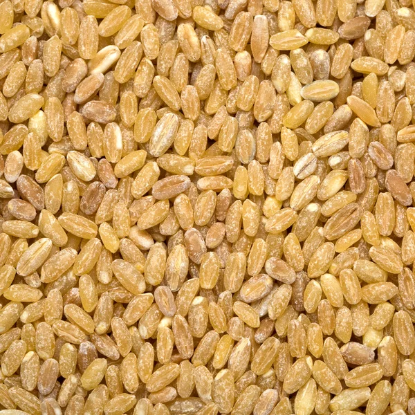 Barley background — Stock Photo, Image