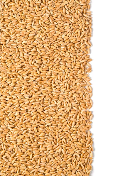 Wheat dinkel close-up — Stock Photo, Image