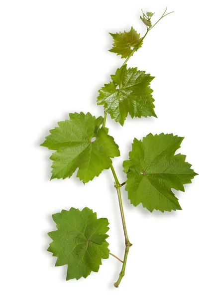 Hojas jóvenes de uva — Foto de Stock