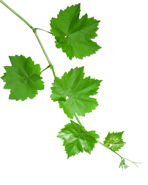 Grape leaves — Stock Photo, Image