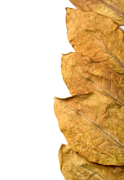 Feuilles de tabac — Photo